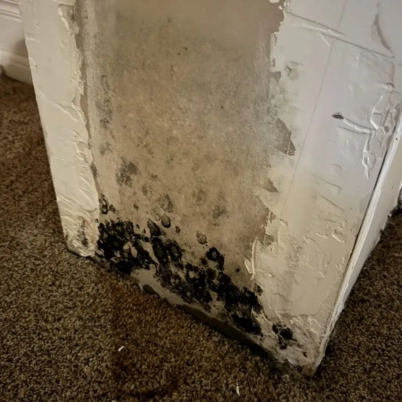Professional Mold Removal in Highland County, OH